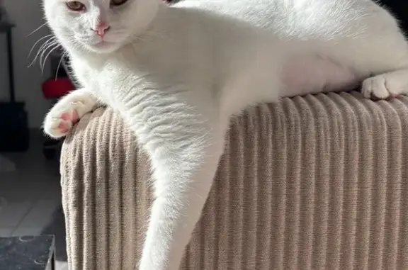 Chat perdu, Sanguinet, photo: Chatte blanche disparue à Sanguinet