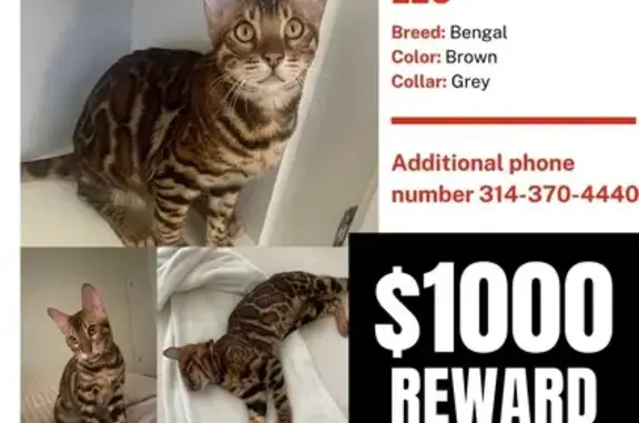 Lost Bengal Cat: 1-Year-Old in Redwood City