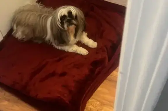 Missing Tricolor Shih Tzu in Indy