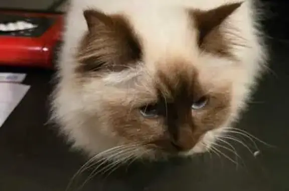 Chat trouvé Chemin de la Hunière - photo