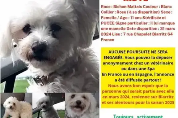 Animaux perdus Biarritz, photo: Chienne disparue à Biarritz : Indye