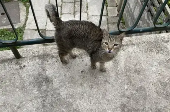 Chat perdu, Reims, photo: Chat craintif disparu à Reims
