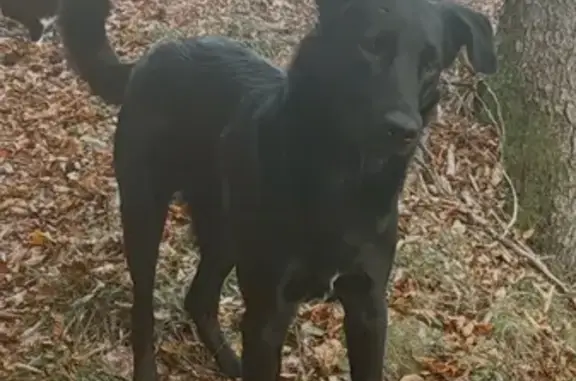 Chien beauceron perdu à Le Bouchet-Mont-Charvin - photo