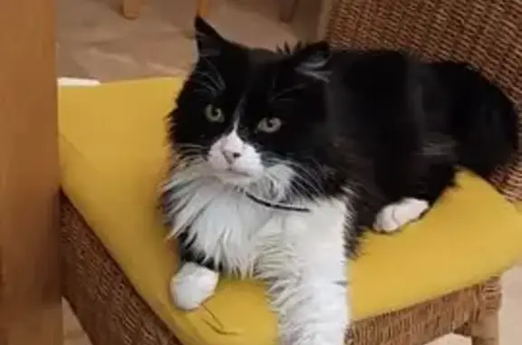 Chat poils longs perdu, besoin de soin - photo
