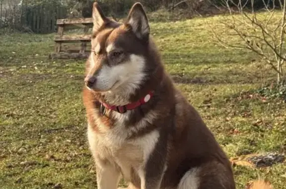 Husky marron disparu avec sa fille - photo