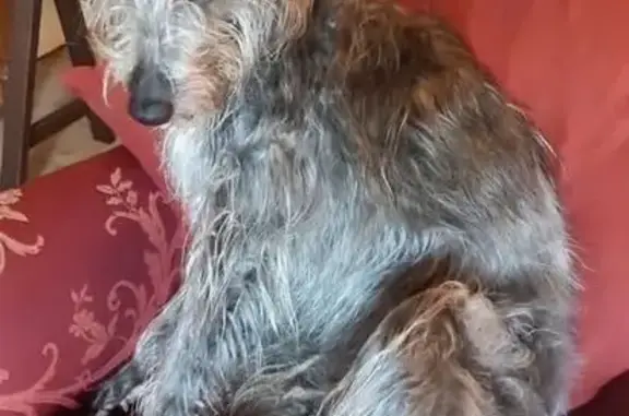 Chien gris perdu: Maddy, Lesbois 3/3/25 - photo