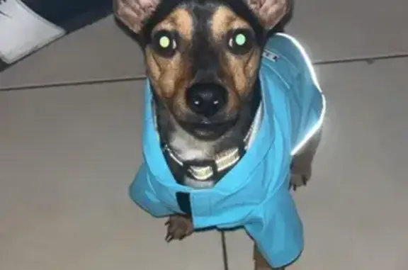 Chien perdu : Ulysse, Pincher croisé, Guise - photo