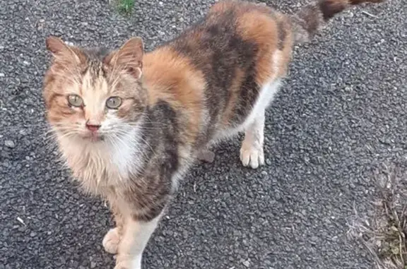 Chatte craintive trouvée à Bédouès-Cocurès - photo