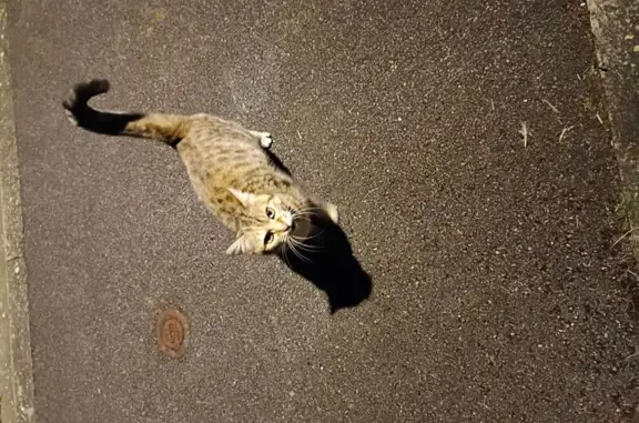 Chat trouvé rue des Perasses, câlin et jeune - photo