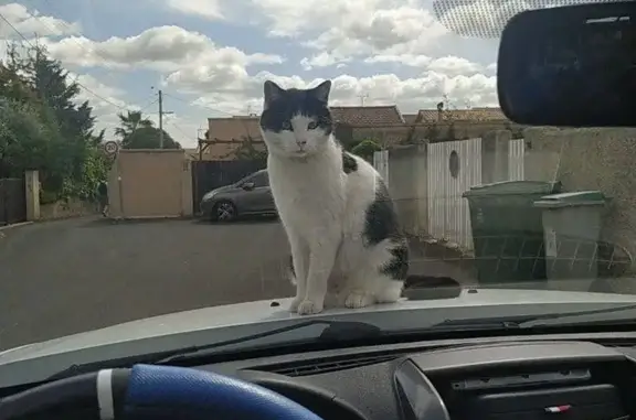 Animaux perdus Béziers, photo: Chat sociable 