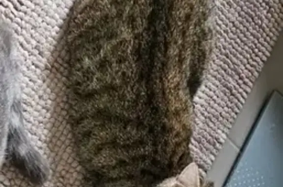 Chat perdu, pucé, Véretz, Chemin Bussardière - photo