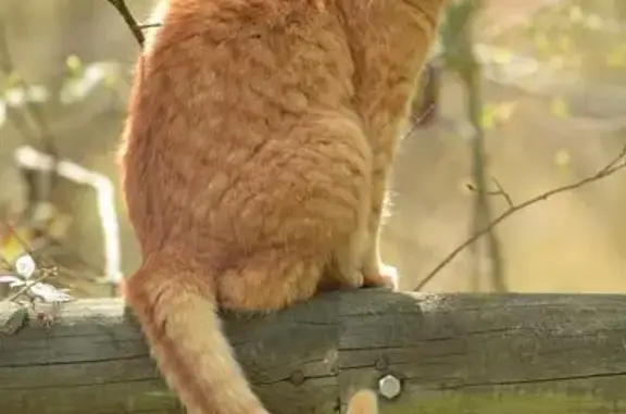 Chatte rousse perdue à Gambais - photo