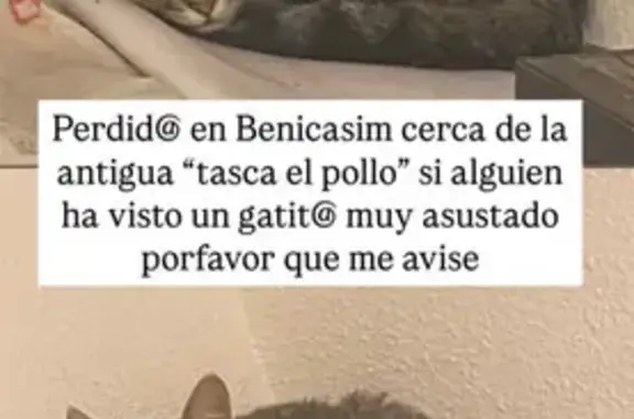 ¡Ayuda! Gato Atigrado Perdido en Benicasim