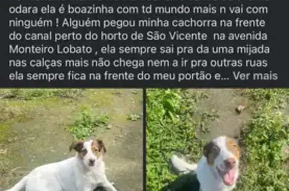 Procura-se: Cachorra Odara Perdida em São Vicente