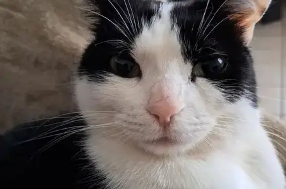 Chatte noire et blanche perdue à Firminy - photo