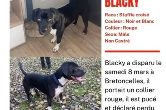 Staffie croisé perdu à Bretoncelles - photo