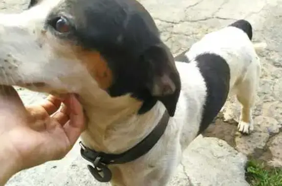 Ajude a Resgatar Fox Paulistinha Dócil
