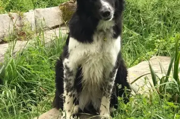 Chien perdu , photo : Chienne border collie perdue en balade