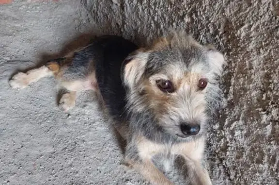 Cachorrinha Assustada Encontrada em Vinhedo
