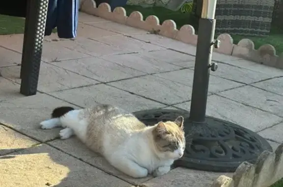 Animaux perdus Jons, photo: Chat mâle blanc-crème disparu à Jons