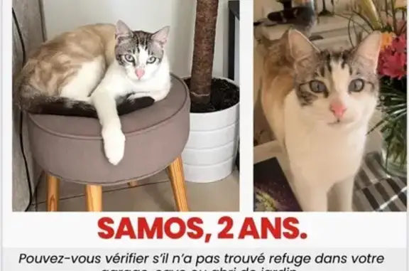 Animaux perdus Chelles, photo: Chat disparu à Chelles, rue du Panorama