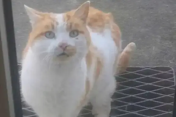 Chat castré 13 ans perdu à Laval - photo