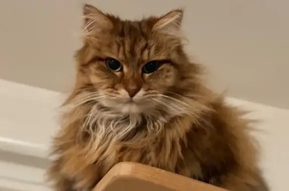 Animaux perdus Olivet, photo: Chatte sibérienne rousse perdue à Olivet