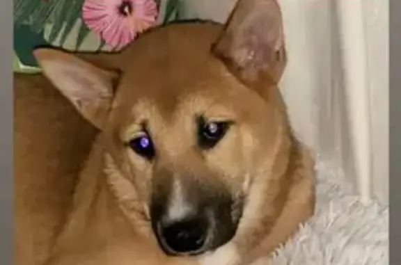 Chien craintif Yoshi perdu à Brive - photo