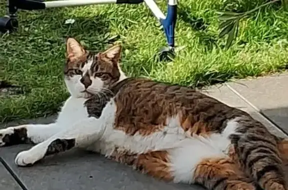 Animaux perdus Orléans, photo: Chat perdu à Orléans, Place Dunois