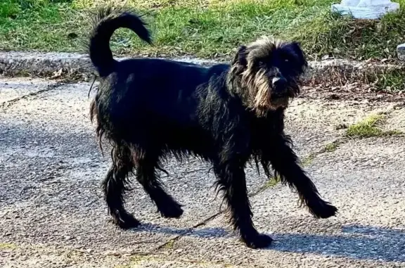 Chien perdu Keskastel, photo : Schnauzer et épagneul fugueurs près du Bockenheim