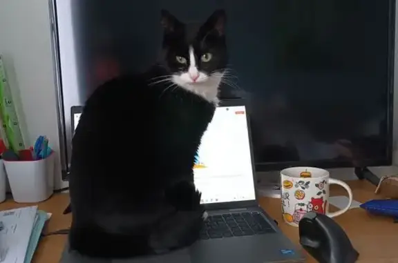 Animaux perdus Orvault, photo: Chatte noire et blanche perdue à Orvault
