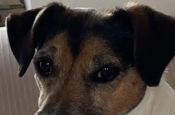 Animaux perdus , photo: Jack Russel Femelle Disparue à Cambremer