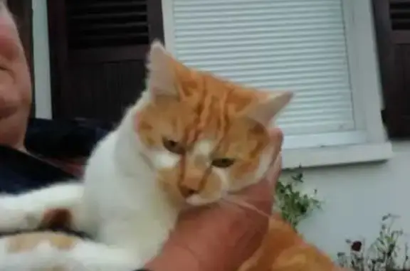 Animaux perdus Ozoir-la-Ferrière, photo: Chatte rousse et blanche perdue à Ozoir