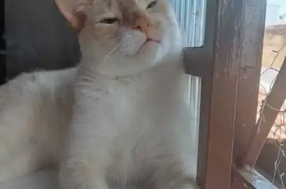 Gato Perdido: Ajude a Encontrá-lo em Ceilândia