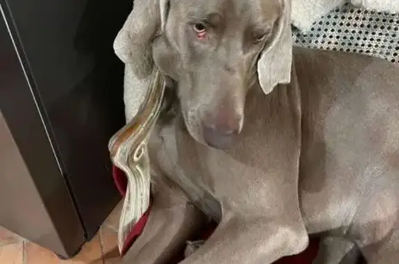 Chien perdu : Braque de Weimar gris 2 ans - photo