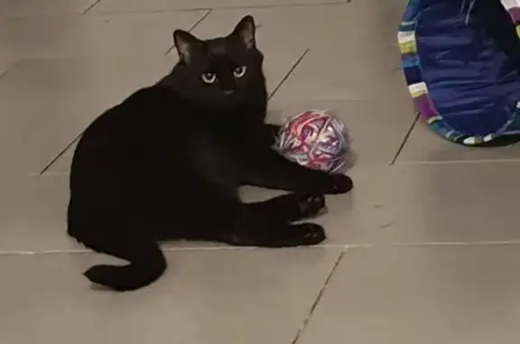 Chat européen noir perdu à Ancy-les-Solgne - photo