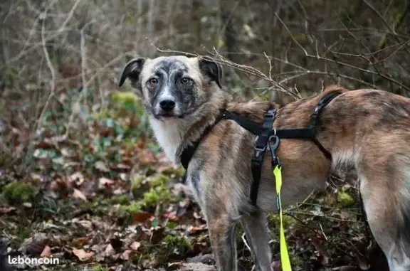 Chienne Perdue à Nancy : Aidez-nous ! - photo