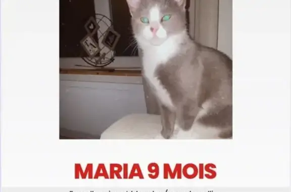 Chat perdu, Burbure, photo: Chatte grise et blanche perdue à Burbure