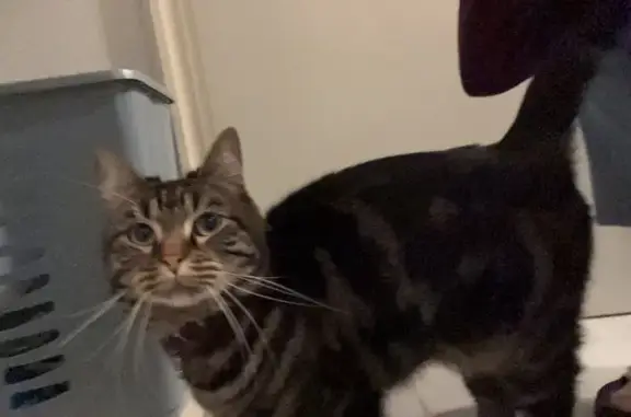 Chat mâle écaille disparu à Salies-de-Béarn - photo