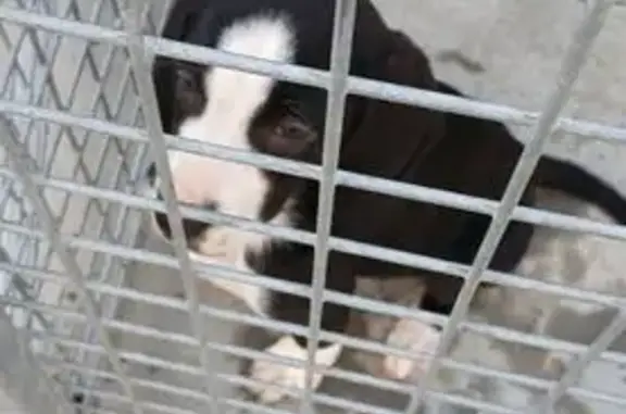 Chien trouvé Gaillac, photo: Chiot noir et blanc trouvé, SPA demain