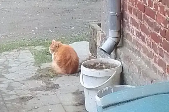 Chat trouvé Berlaimont, photo: Chat roux et blanc trouvé à Berlaimont