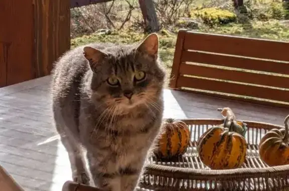 Animaux trouvés , photo: Jeune chat gris trouvé à Serres-sur-Arget