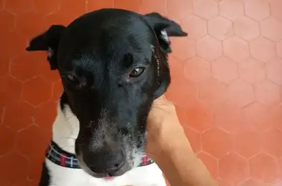 Cachorro Perdido: Preto e Branco em Osasco