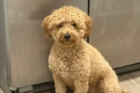 Help Find Halo: Lost Mini Golden Doodle