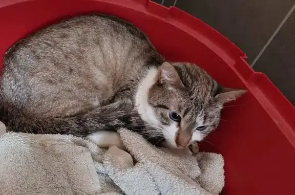 Chat trouvé Donnemarie-Dontilly, photo: Chat tigré blanc blessé trouvé à Donnemarie