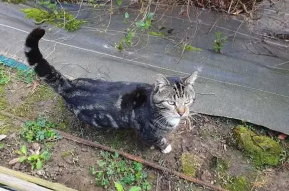 Chat Européen tigré perdu Rue Racine - photo
