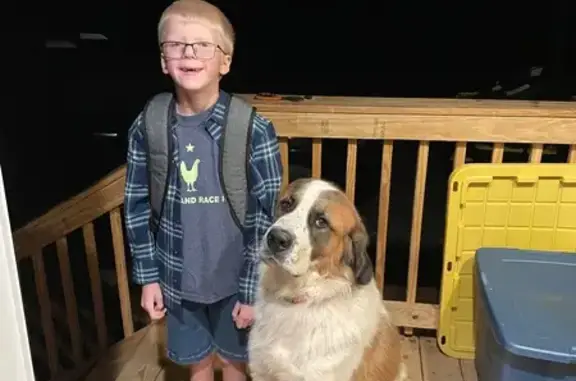 Help Find Marshall: Lost St. Bernard