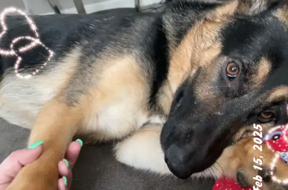 Missing: Energetic German Shepherd Deebo