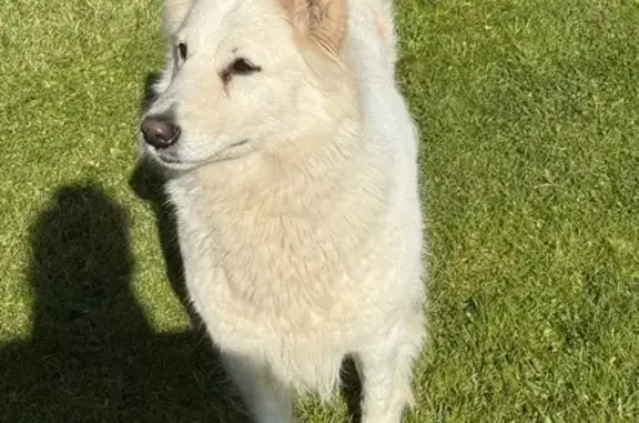 Chien trouvé Isbergues, photo: Chien trouvé Rue Paul Lafargue, Isbergues