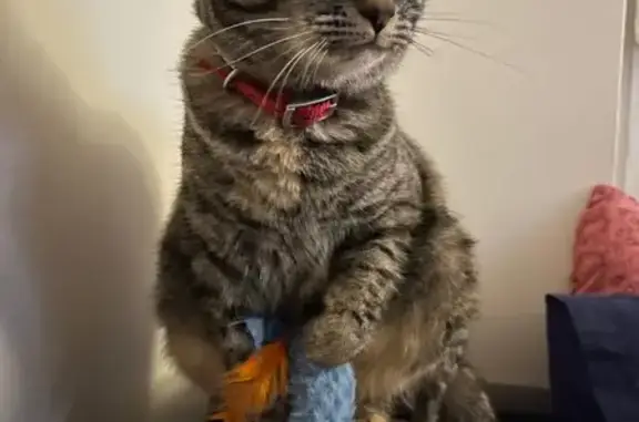 Chatte tigrée perdue, collier rouge, Archamps - photo